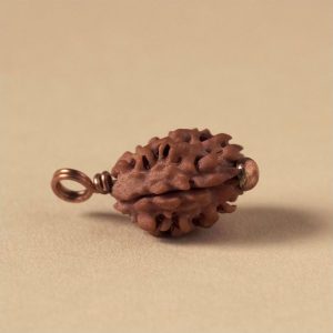 2 Mukhi Rudraksha