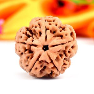 5 Mukhi Rudraksha