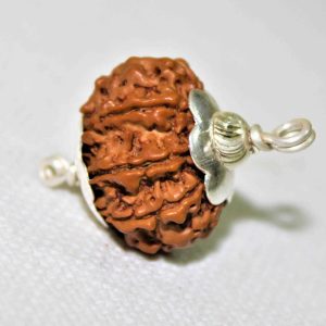 7 Mukhi Rudraksha