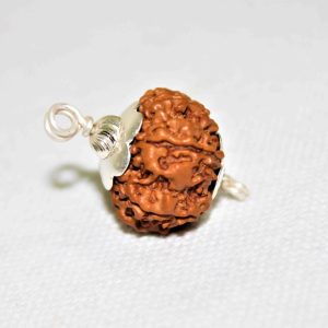 3 Mukhi Rudraksha