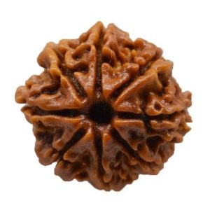 8 Mukhi Rudraksha