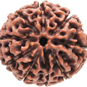 9 Mukhi Rudraksha