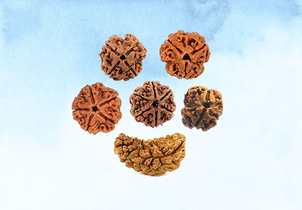 Rudraksha